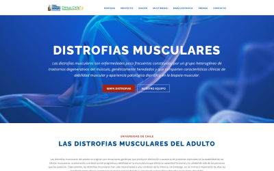 Diseñador de páginas web, diseñador web, diseñador web Temuco